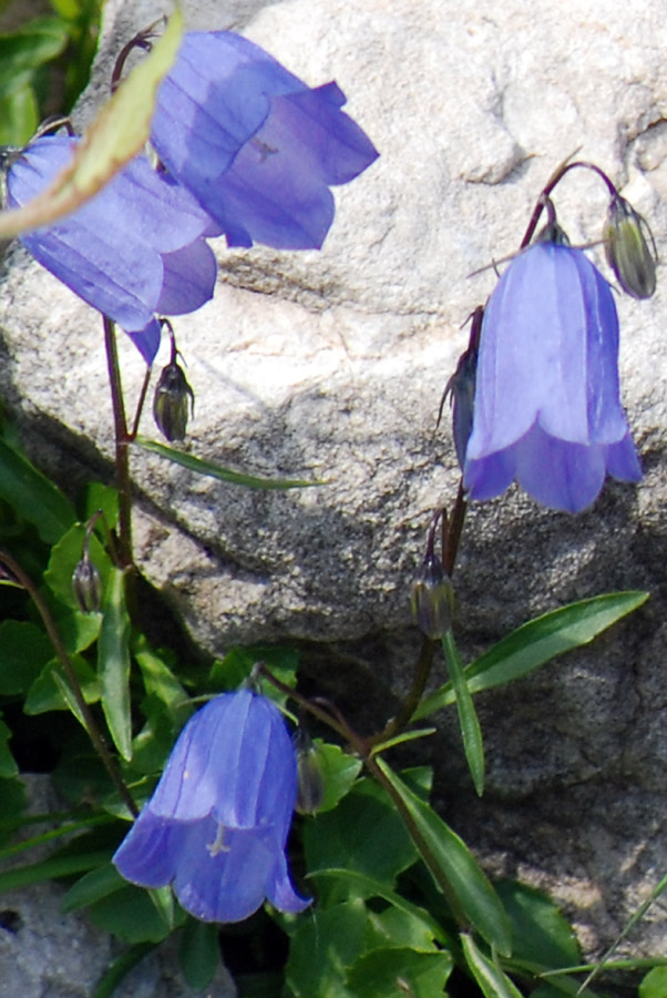 Campanula cochlearifolia.